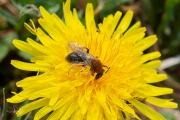Roodgatje / Orange-tailed Mining Bee (Andrena haemorrhoa)