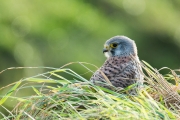 Torenvalk / Common Kestrel (Falco tinnunculus)