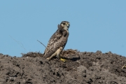 Smelleken / Merlin (Falco columbarius)
