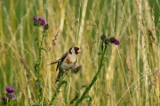 Putter / European Goldfinch (Carduelis carduelis)