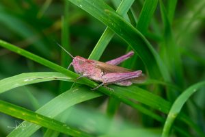 Read more about the article Pink grasshoppers