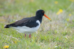 Read more about the article Oystercatcher