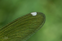 Pterostigma vrouwtje Weidebeekjuffer