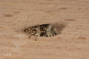 20240719-Brandnetelbladroller34