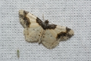 Aangebrande spanner / Scorched Carpet (Ligdia adustata)