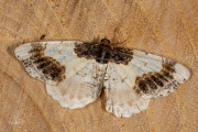 Aangebrande spanner / Scorched Carpet (Ligdia adustata)