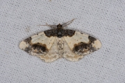 Aangebrande spanner / Scorched Carpet (Ligdia adustata)