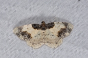 Aangebrande spanner / Scorched Carpet (Ligdia adustata)