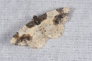 Aangebrande spanner / Scorched Carpet (Ligdia adustata)