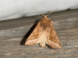 Aardappelstengelboorder / Potato Stem Borer (Hydraecia micacea)