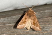 Aardappelstengelboorder / Potato Stem Borer (Hydraecia micacea)