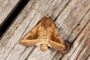 Aardappelstengelboorder / Potato Stem Borer (Hydraecia micacea)