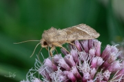 Aardappelstengelboorder / Potato Stem Borer (Hydraecia micacea)