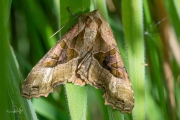 Agaatvlinder / Angle Shades (Phlogophora meticulosa)