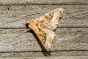 Agaatvlinder / Angle Shades (Phlogophora meticulosa)