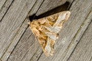 Agaatvlinder / Angle Shades (Phlogophora meticulosa)