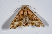 Agaatvlinder / Angle Shades (Phlogophora meticulosa)