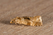 Alismabladroller / Water Plantain Conch (Gynnidomorpha alismana), micro