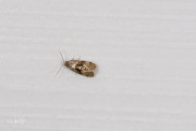 Alismabladroller / Water Plantain Conch (Gynnidomorpha alismana), micro