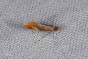 Appelmolmboorder (Epicallima formosella), micro