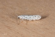 Appelstippelmot / Apple Ermine (Yponomeuta malinellus), micro