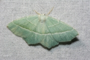 Appeltak / Light Emerald (Campaea margaritaria)