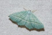 Appeltak / Light Emerald (Campaea margaritaria)