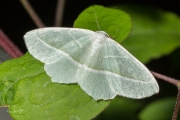 Appeltak / Light Emerald (Campaea margaritaria)