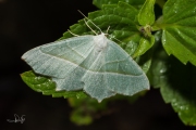 Appeltak / Light Emerald (Campaea margaritaria)