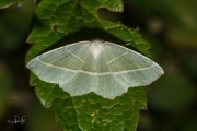 Appeltak / Light Emerald (Campaea margaritaria)