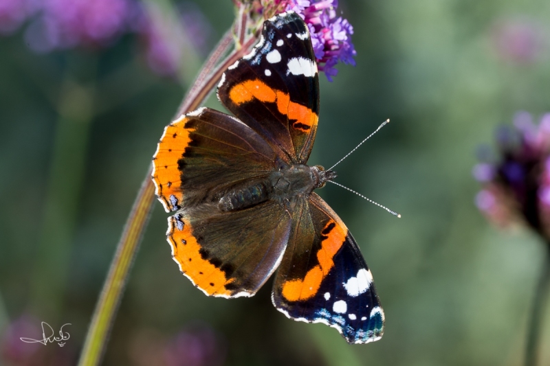 Atalanta / Red Admiral (Vanessa atalanta)