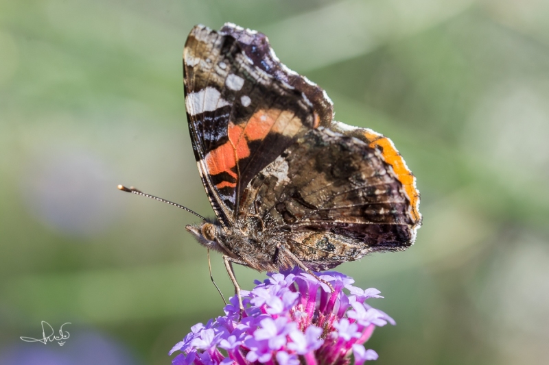 Atalanta / Red Admiral (Vanessa atalanta)