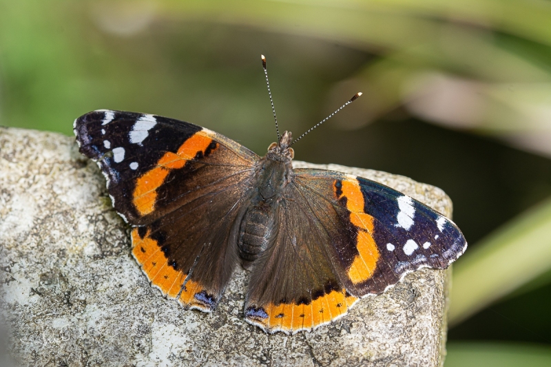 Atalanta / Red Admiral (Vanessa atalanta)