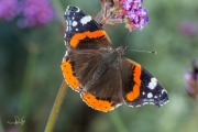 Atalanta / Red Admiral (Vanessa atalanta)