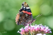 Atalanta / Red Admiral (Vanessa atalanta)