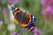 Atalanta / Red Admiral (Vanessa atalanta)