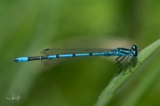 Azuurwaterjuffer / Azure Bluet (Coenagrion puella)