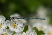 Azuurwaterjuffer / Azure Bluet (Coenagrion puella)