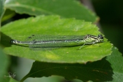 Azuurwaterjuffer / Azure Bluet (Coenagrion puella)