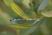 Azuurwaterjuffer / Azure Bluet (Coenagrion puella)