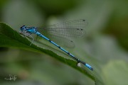 Azuurwaterjuffer / Azure Bluet (Coenagrion puella)