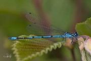 Azuurwaterjuffer / Azure Bluet (Coenagrion puella)