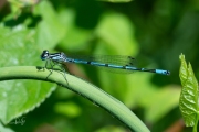 Azuurwaterjuffer / Azure Bluet (Coenagrion puella)