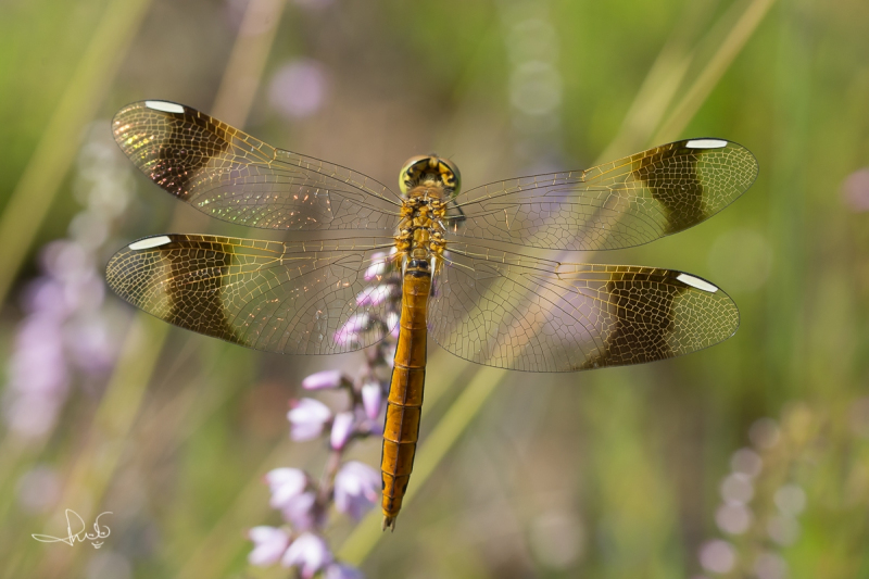 Bandheidelibel / Banded Darter (Sympetrum pedemontanum)