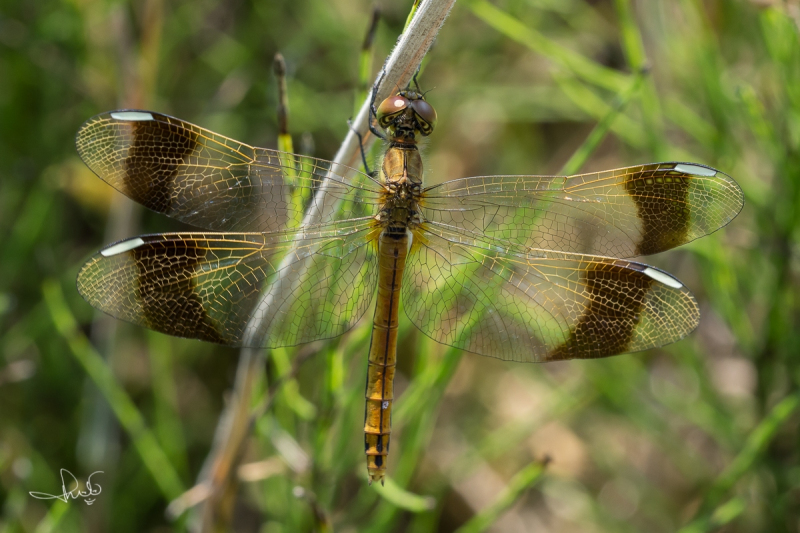 Bandheidelibel / Banded Darter (Sympetrum pedemontanum)