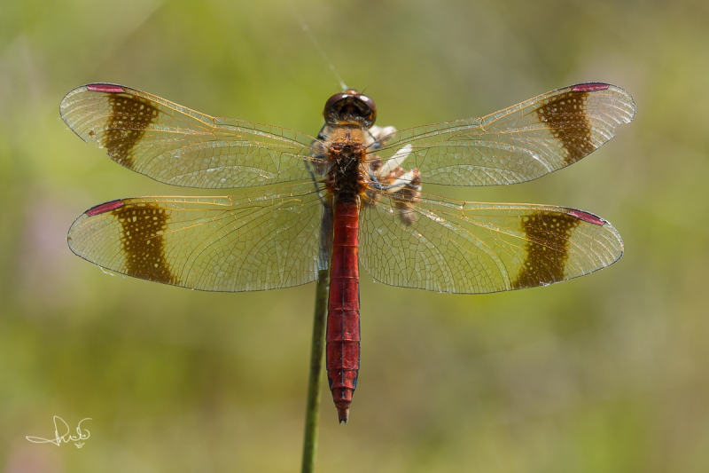 Bandheidelibel / Banded Darter (Sympetrum pedemontanum)