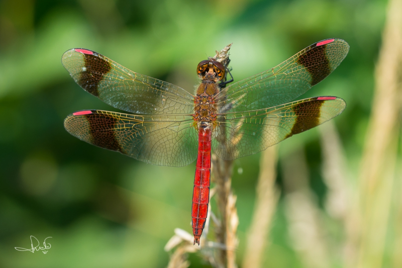 Bandheidelibel / Banded Darter (Sympetrum pedemontanum)