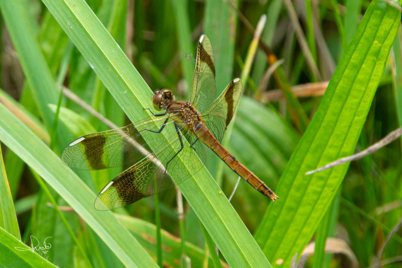 Bandheidelibel / Banded Darter (Sympetrum pedemontanum)