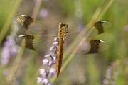 Bandheidelibel / Banded Darter (Sympetrum pedemontanum)