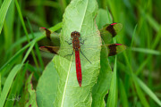 Bandheidelibel / Banded Darter (Sympetrum pedemontanum)